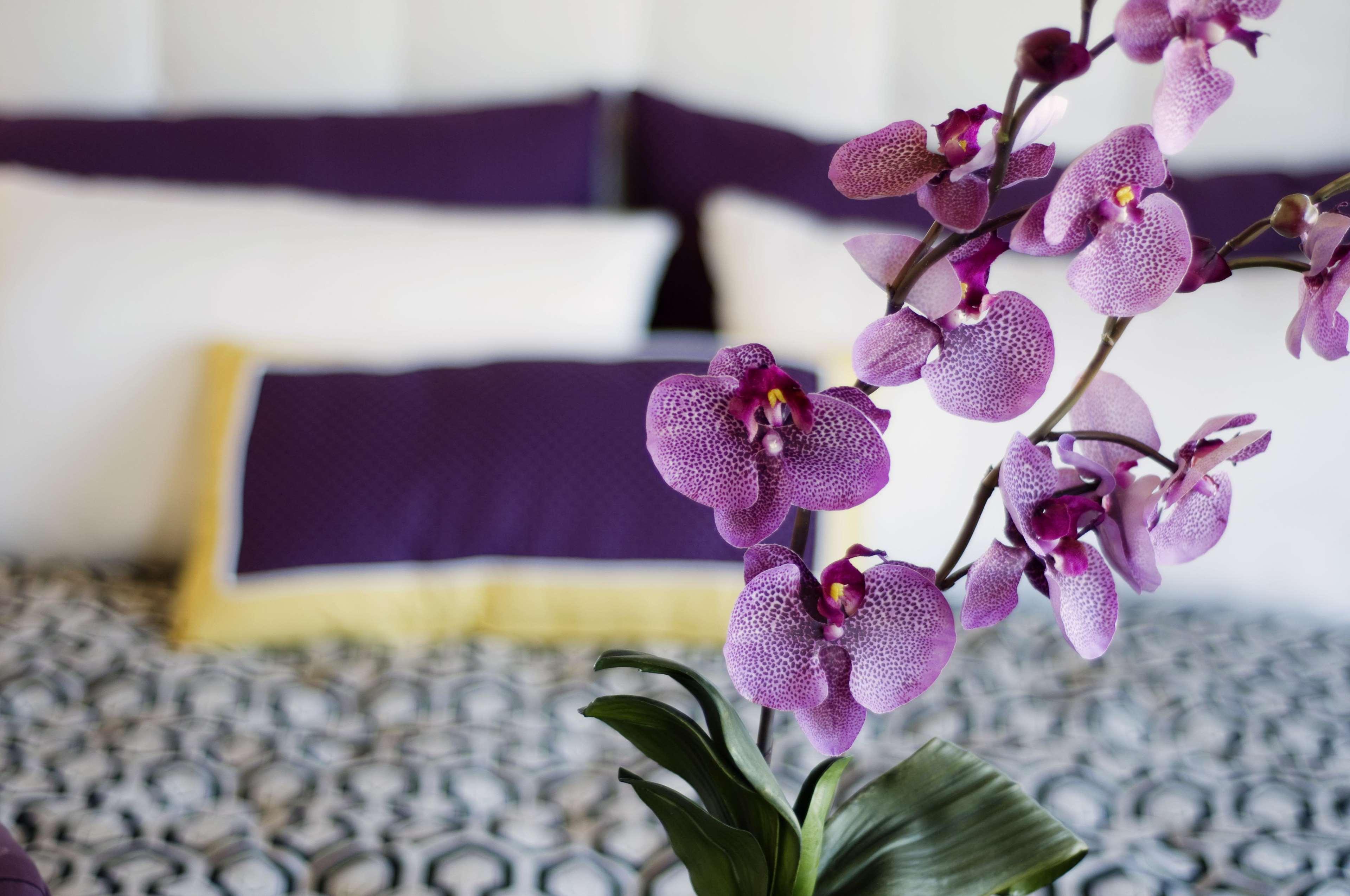 Allium Bodrum Resort & Spa Yalikavak Bagian luar foto